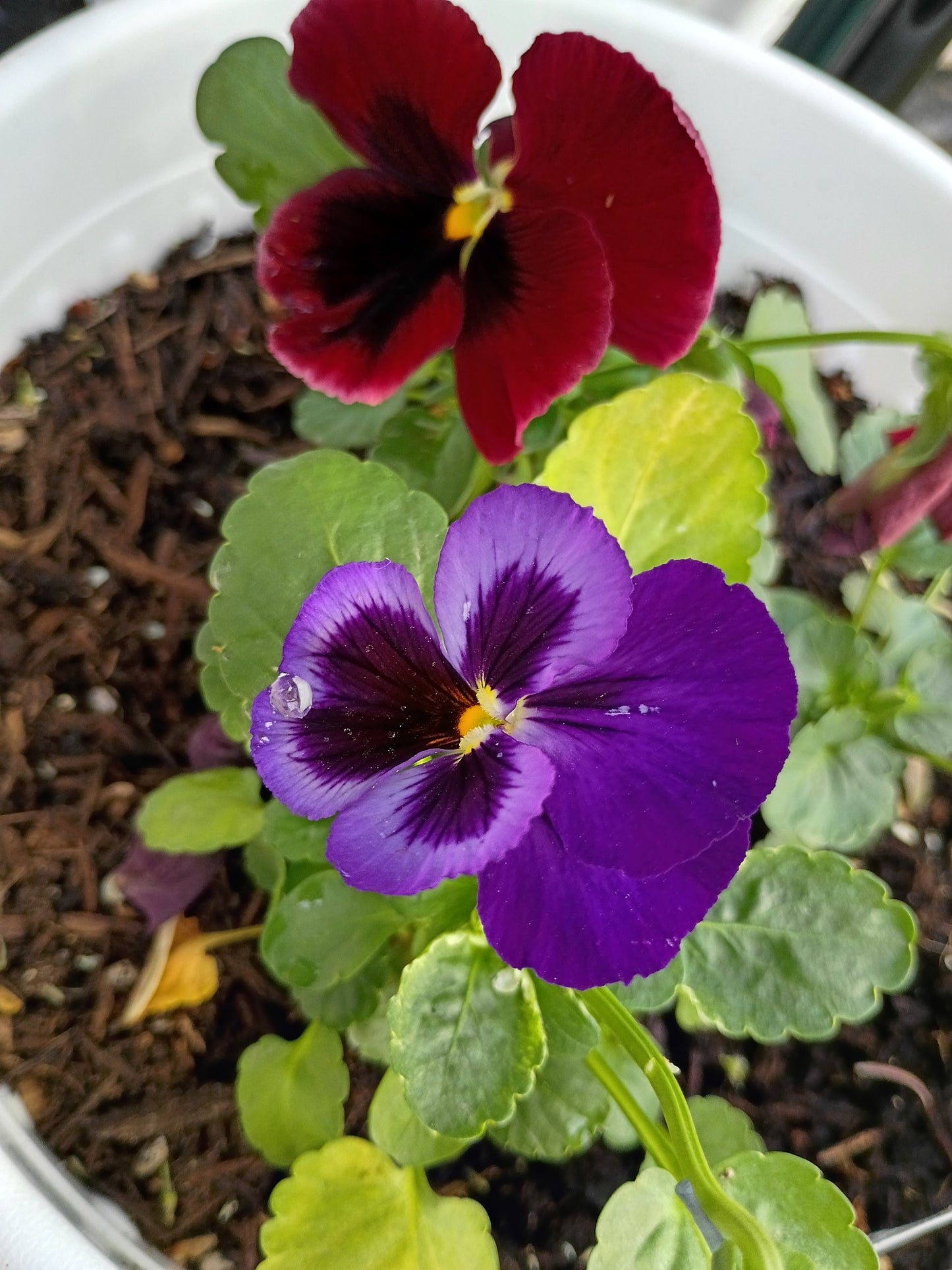 Live Transplant Local Pickup Only - 10" Hanging Baskets - Multi-colored Pansies