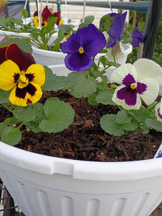 Live Transplant Local Pickup Only - 10" Hanging Baskets - Multi-colored Pansies