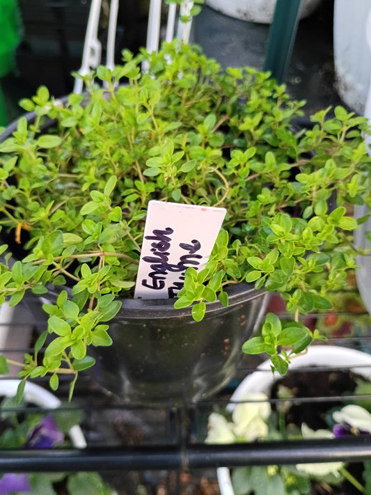 Live Transplant Local Pickup Only - Thyme