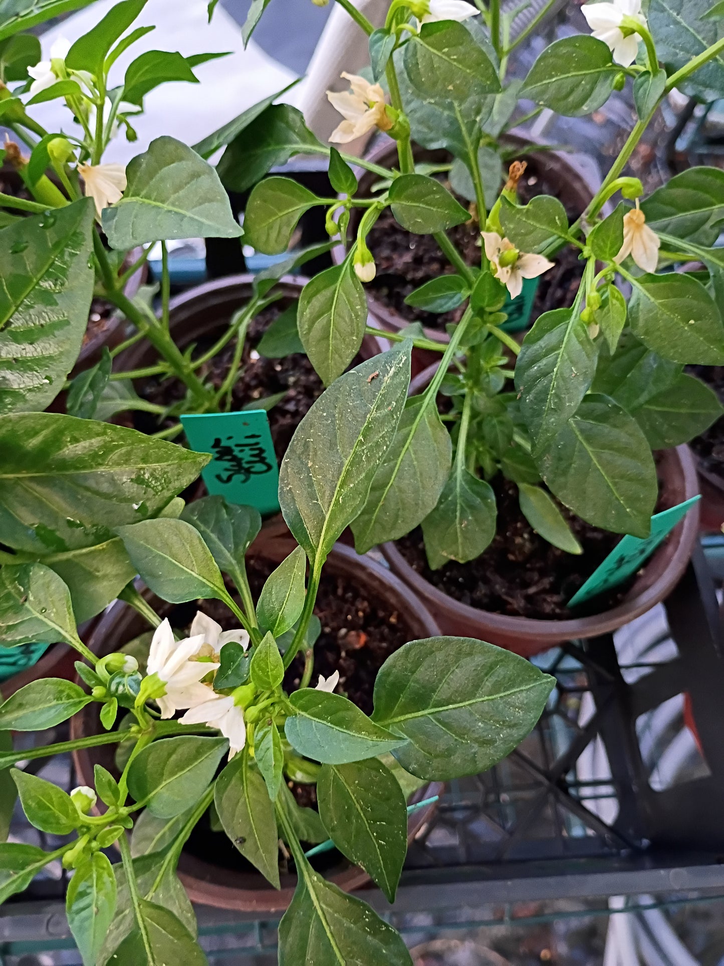 Live Transplant Local Pickup Only - Pepper Plants