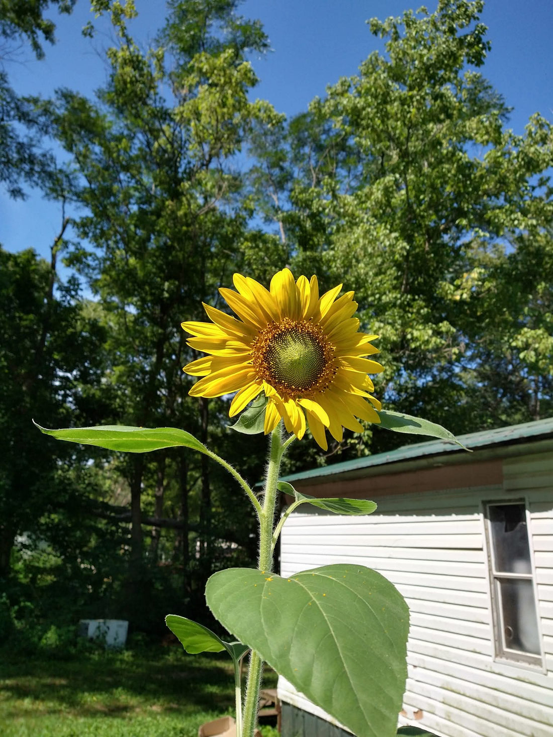 A tall, vibrant sunflower nearly seven feet high, heavy with seeds ready for harvest.