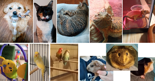 Meet the Zoo: Why We Opened the Zoo Room