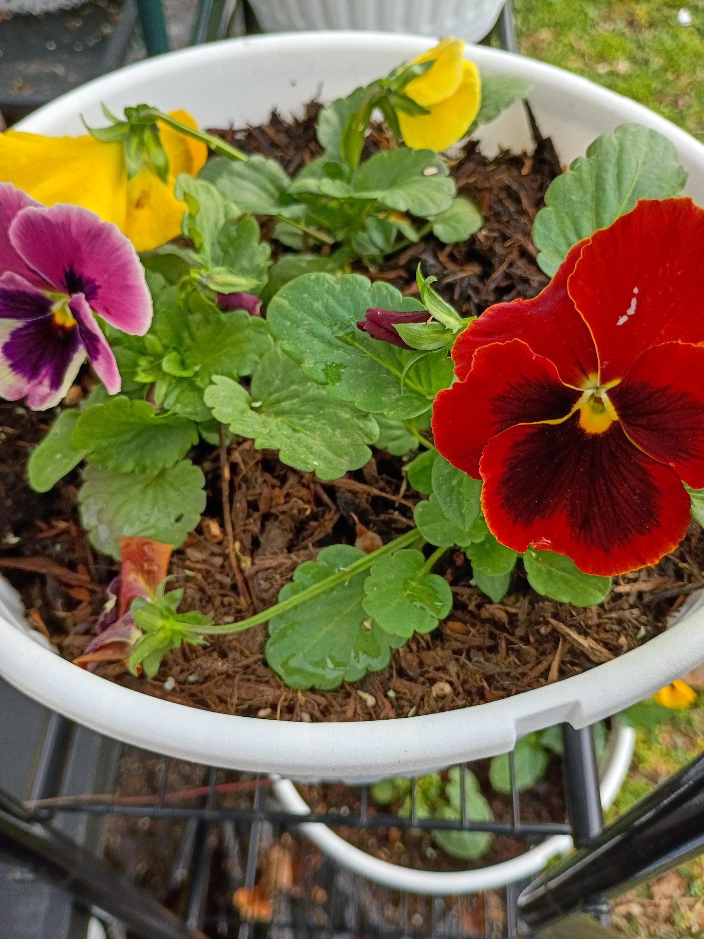 Live Transplant Local Pickup Only - 10" Hanging Baskets - Multi-colored Pansies