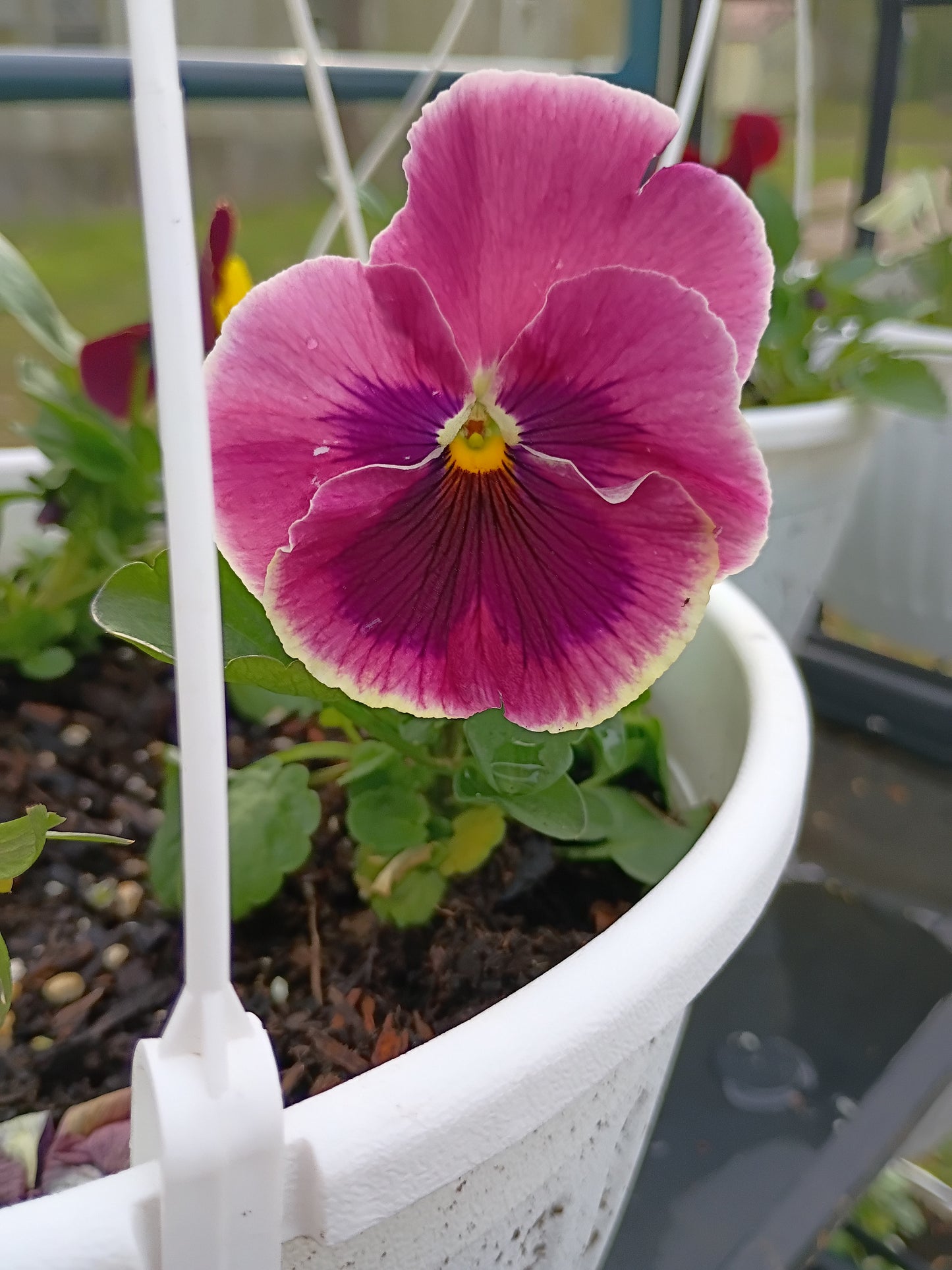 Live Transplant Local Pickup Only - 10" Hanging Baskets - Multi-colored Pansies
