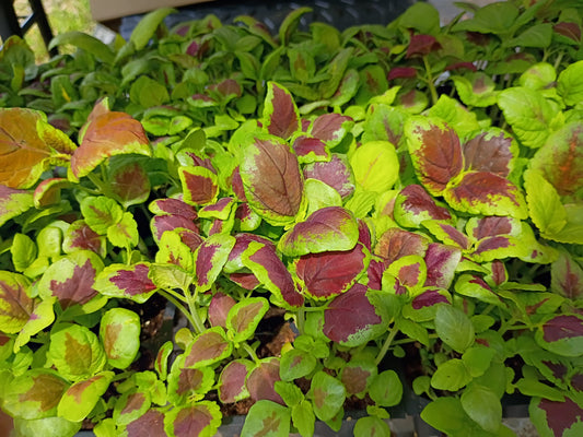 Live Transplant Local Pickup Only - Rainbow Coleus