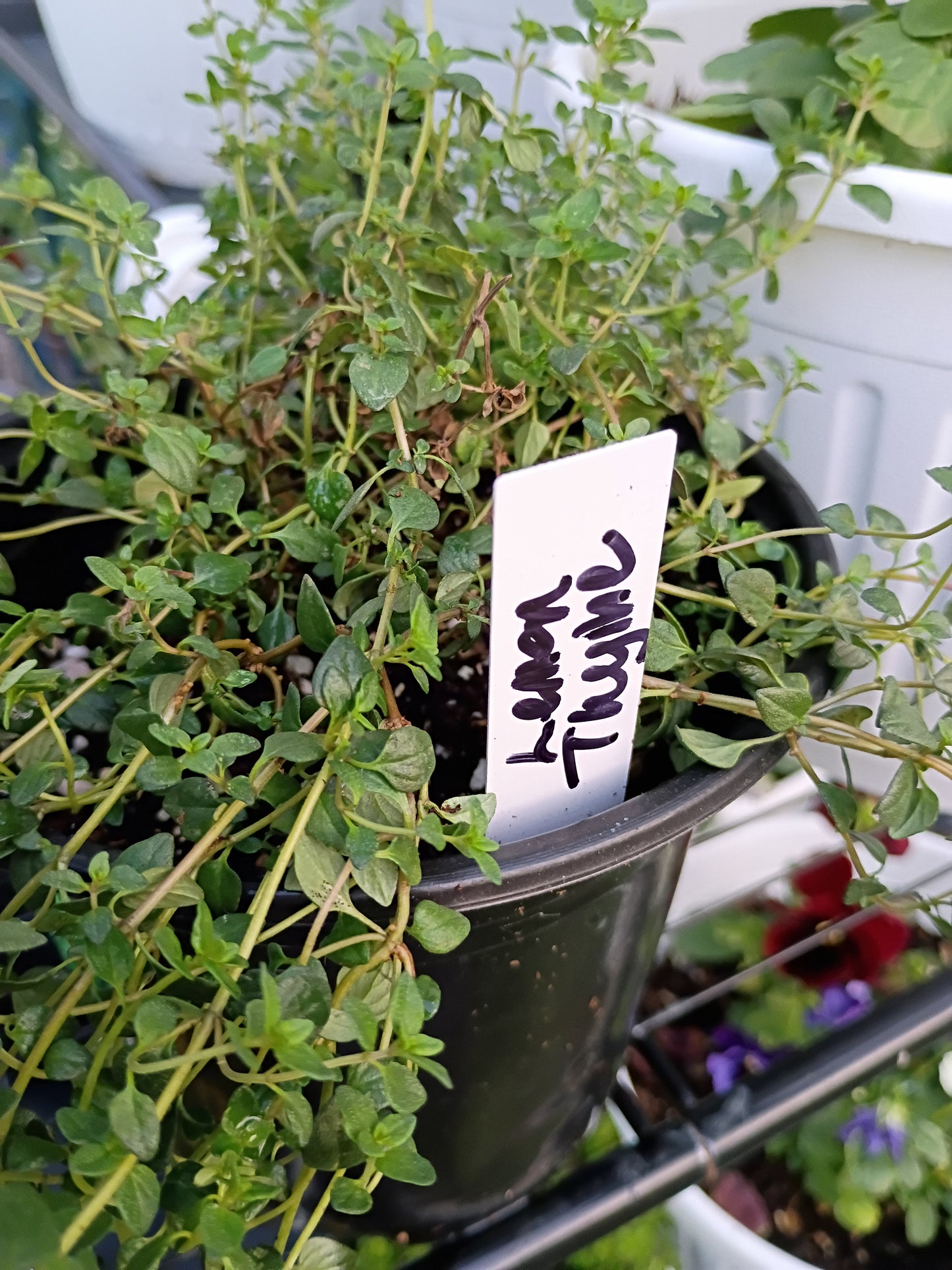 Live Transplant Local Pickup Only - Thyme