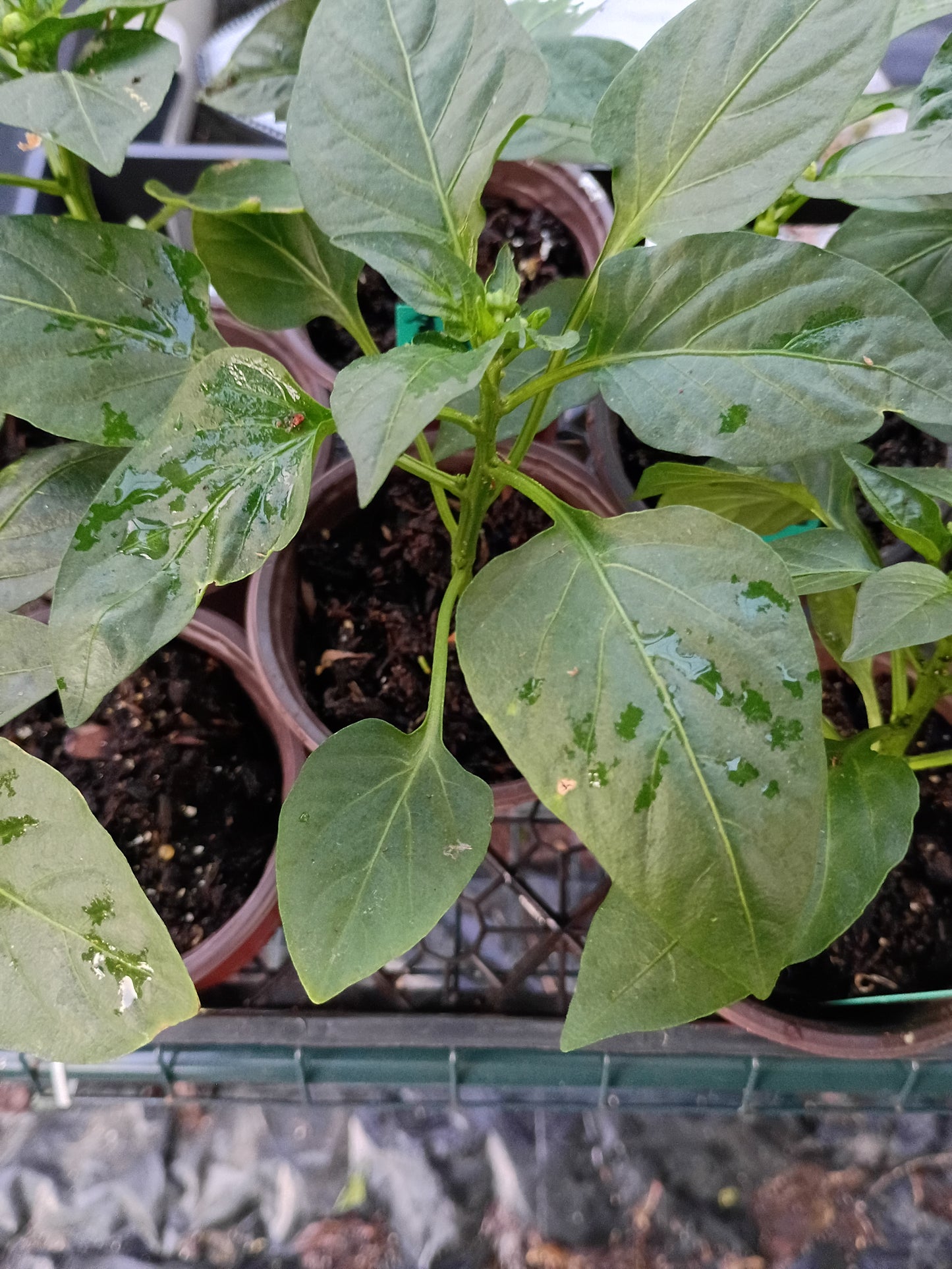 Live Transplant Local Pickup Only - Pepper Plants
