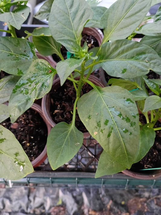 Live Transplant Local Pickup Only - Pepper Plants