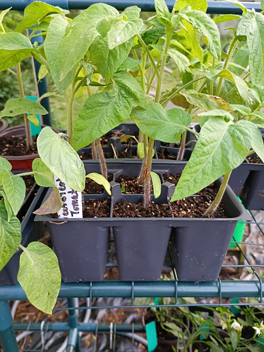 Live Transplant Local Pickup Only - Tomato (Indeterminate) Plants